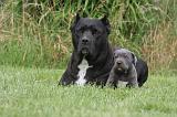 CANE CORSO 1281